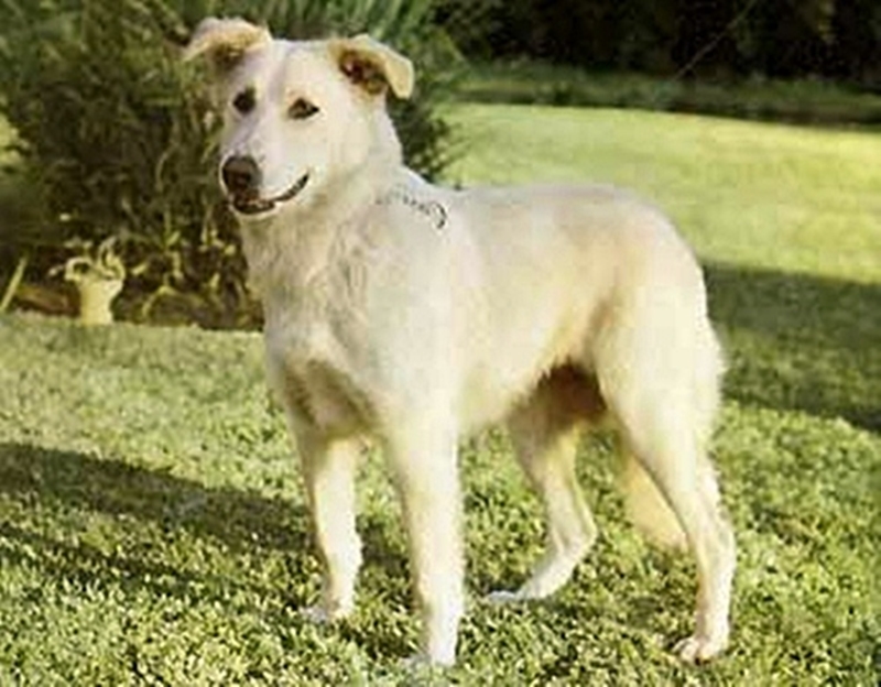 Aidi, azaz Atlasz-hegyi kutya