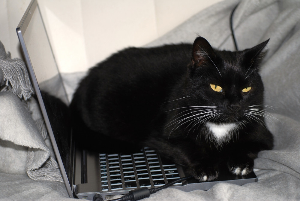 fekete cica a laptopon fekszik és morcosan néz