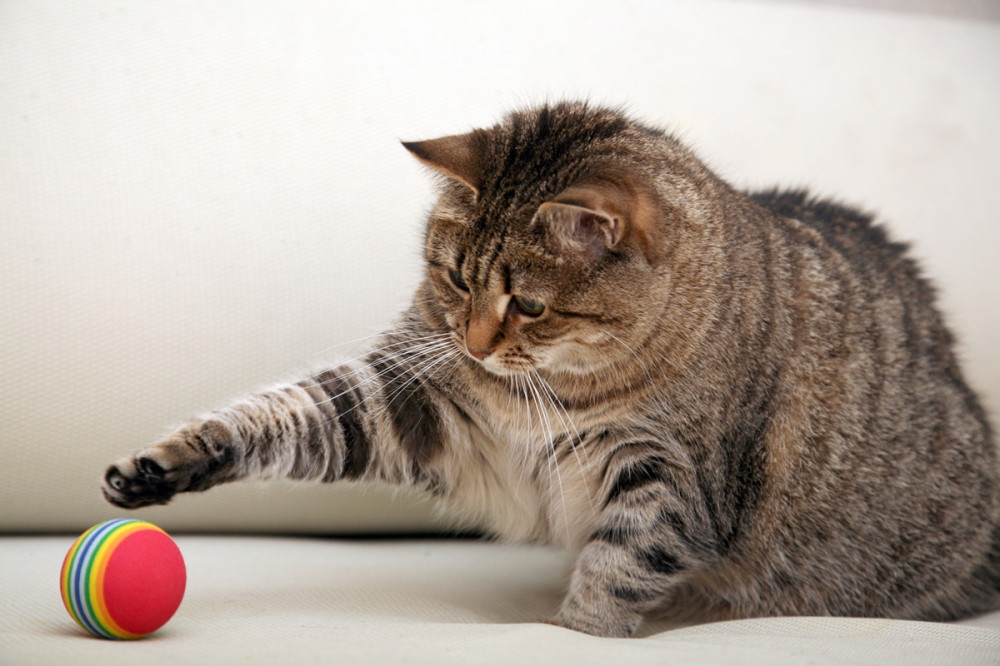 macska labdával játszik