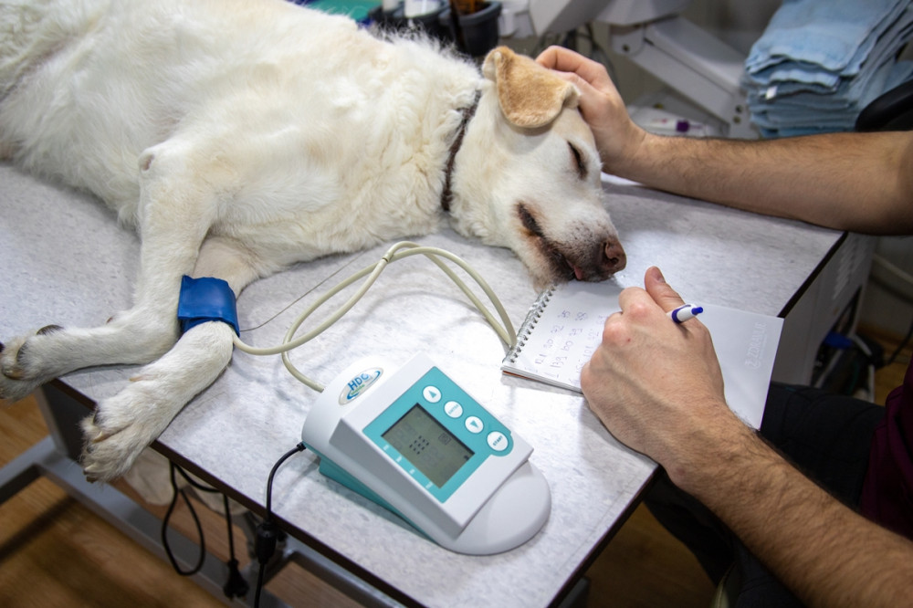 orvos vizsgálja a kutyát vérnyomásmérővel