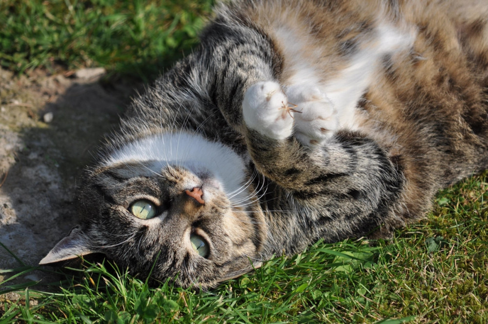 túlsúlyos macska a hátán fekszik a fűben