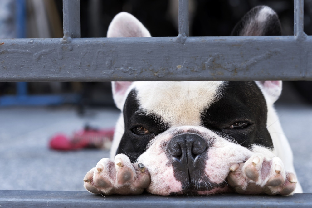 francia bulldog les a kerítés alatt