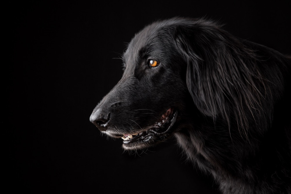 fekete kutya profilja