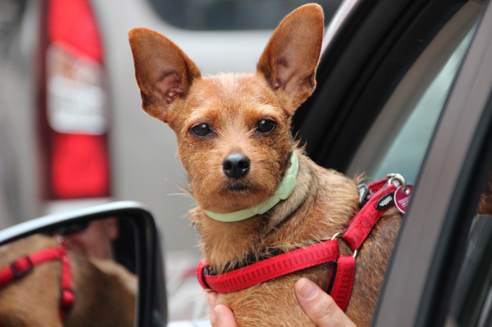 terrier jellegű kutya félig kilóg a kocsi ablakán, a gazdi keze tartja