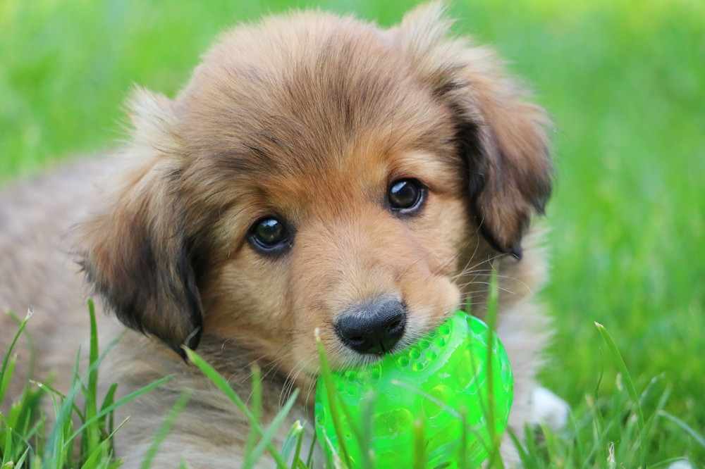 pici kölyökkutya zöld fűben zöld labdát rág
