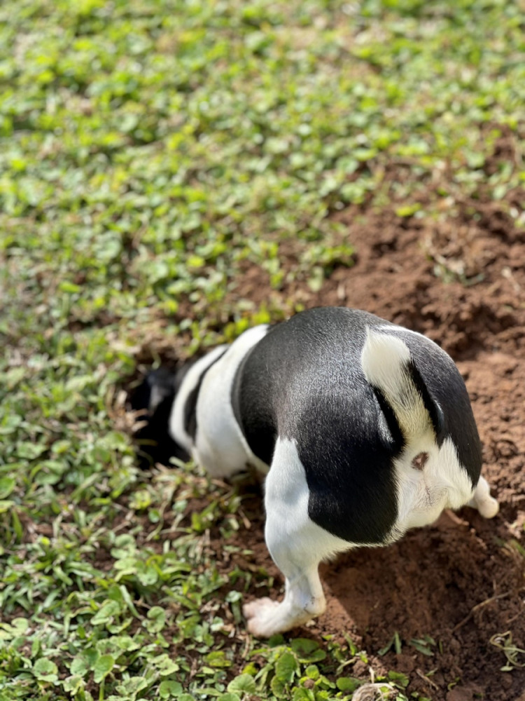 kutya ás a kertben