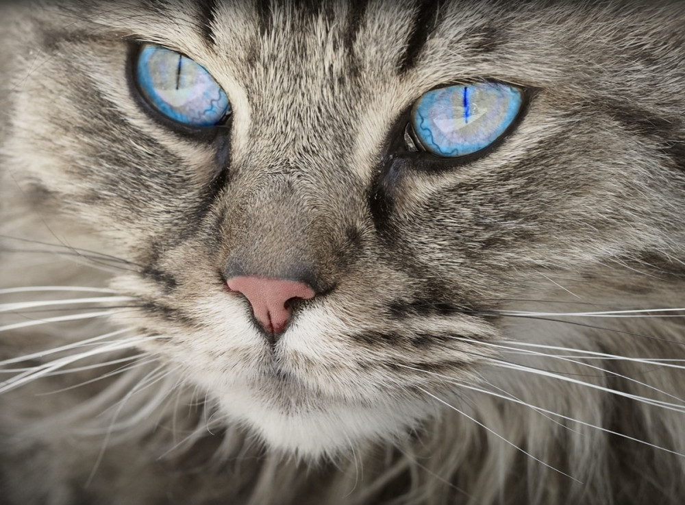 szürke cirmos macska gyönyörű kék szemekkel