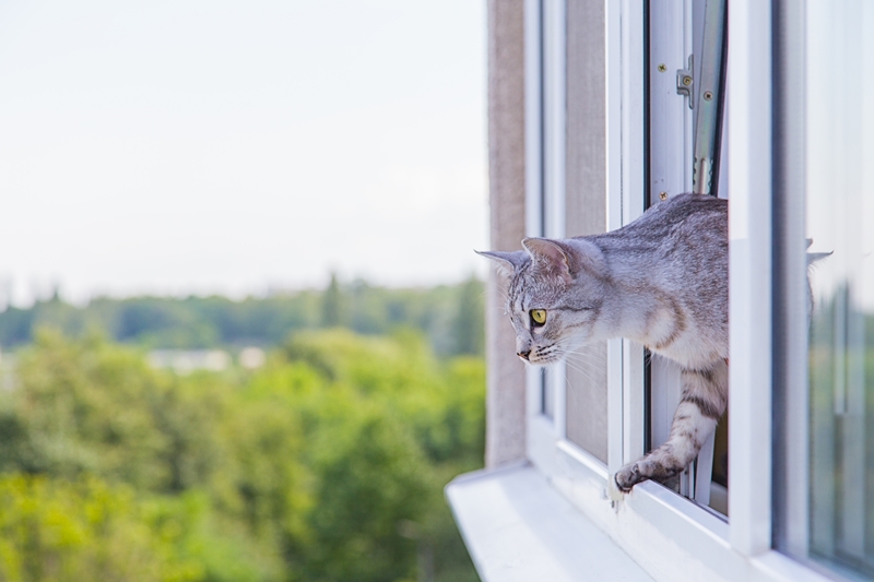 cica ablakon át mászik ki