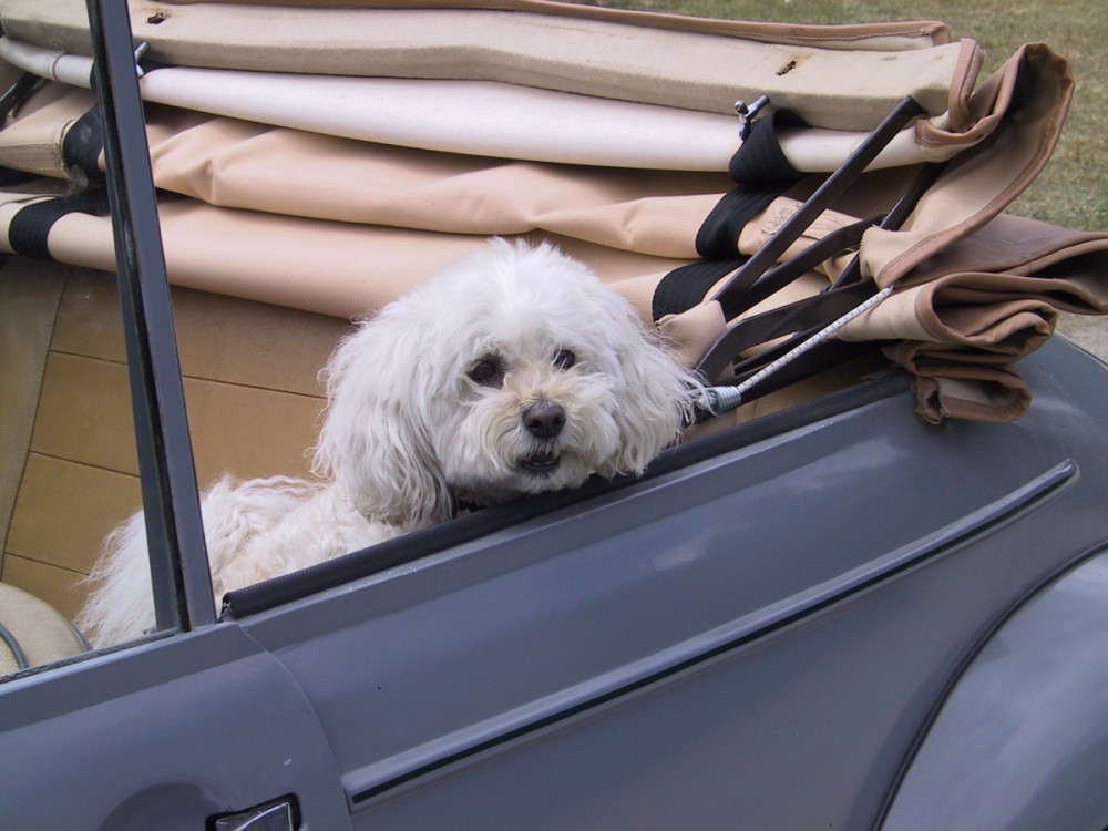 kicsi, fehér, bichon jellegű kutya néz a kabriolet kocsi hátsó üléséről