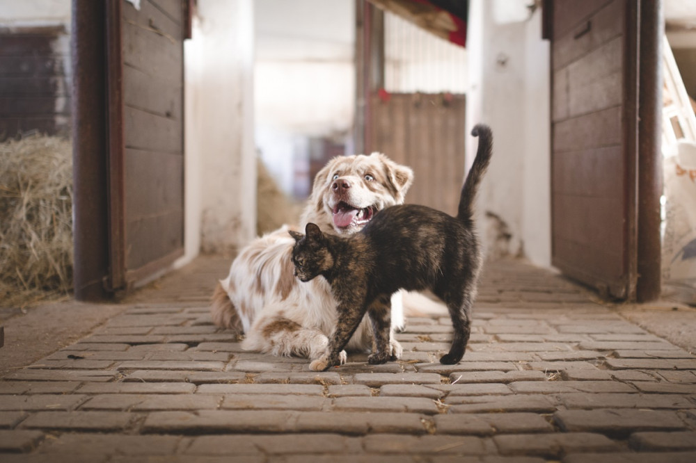 kutya és cica barátságban az istállóban