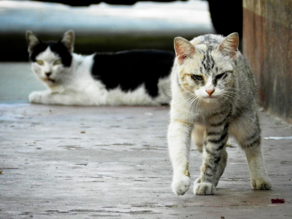 két kóbor macska az utcán