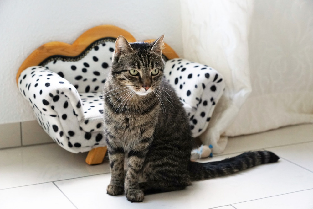 macska ül egy cicakanapé előtt, farka egyenesen hátranyúlik