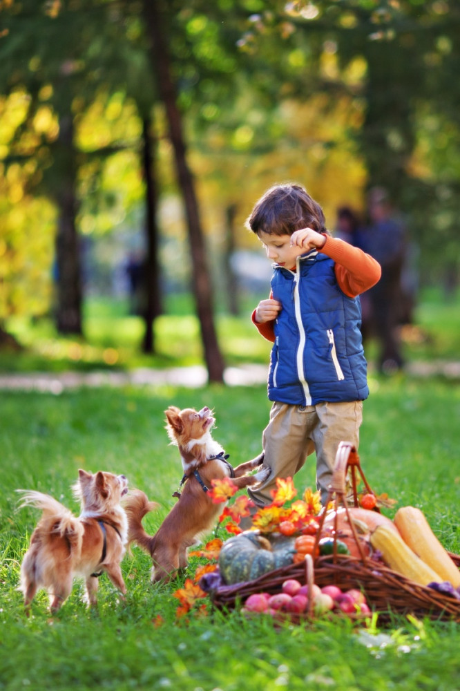 kisfiú a parkban két hosszú szőrű csivavával játszik, előttük piknik kosár