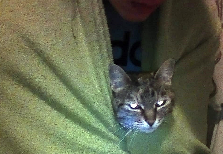 macska a takaró alatt a gazdi ölében
