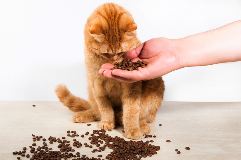 szétszórt kávébab a földön, a cica a gazdi tenyerében kávébabot szimatol
