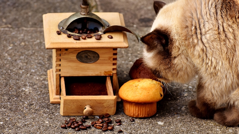 kis kávés tárolón kávébab, mellette kávés süti, a cica azt szagolgatja
