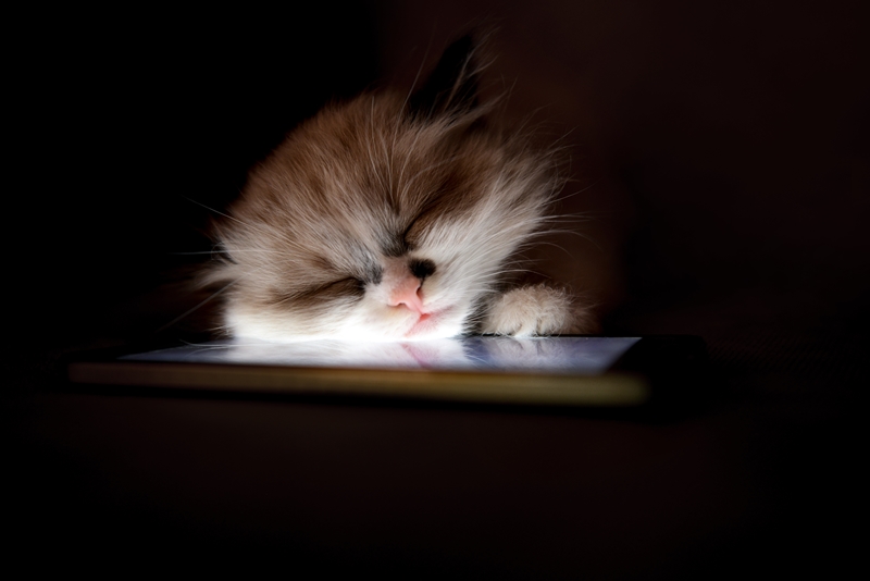 cica a megvilágított asztalon alszik