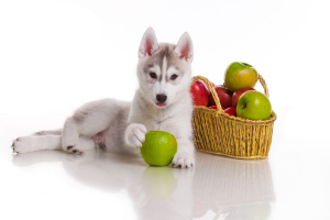 Zöldségek és gyümölcsök a kutya étrendjében