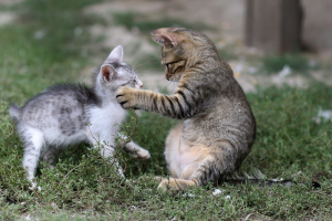 Miért pofozgatják egymást a macskák?