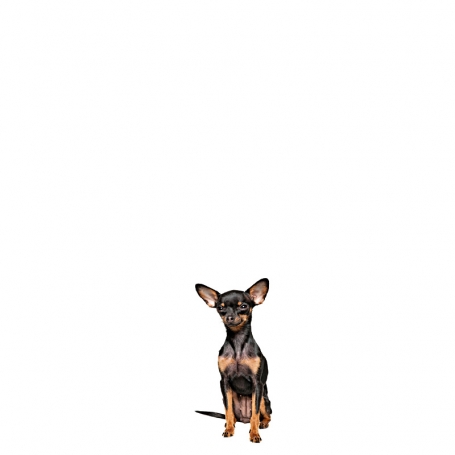 Angol toy terrier