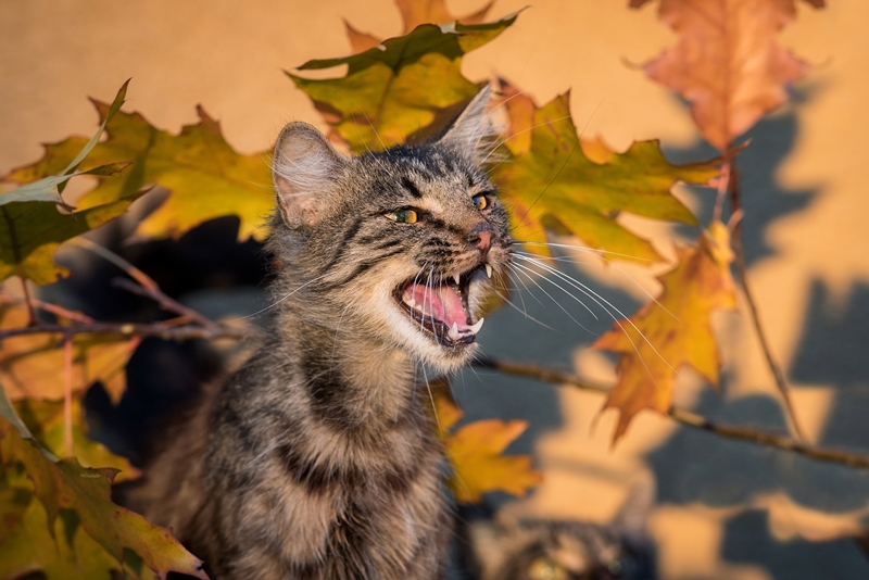 cirmos macska őszi falevelek előtt nyávog