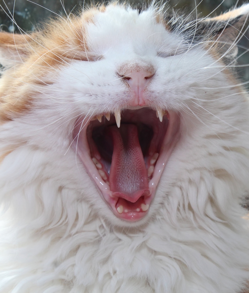 fehlr-vörös macska vicsorog