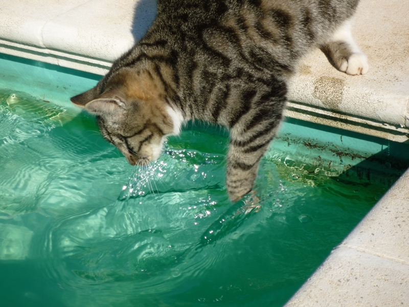 macska medence vizéből iszik