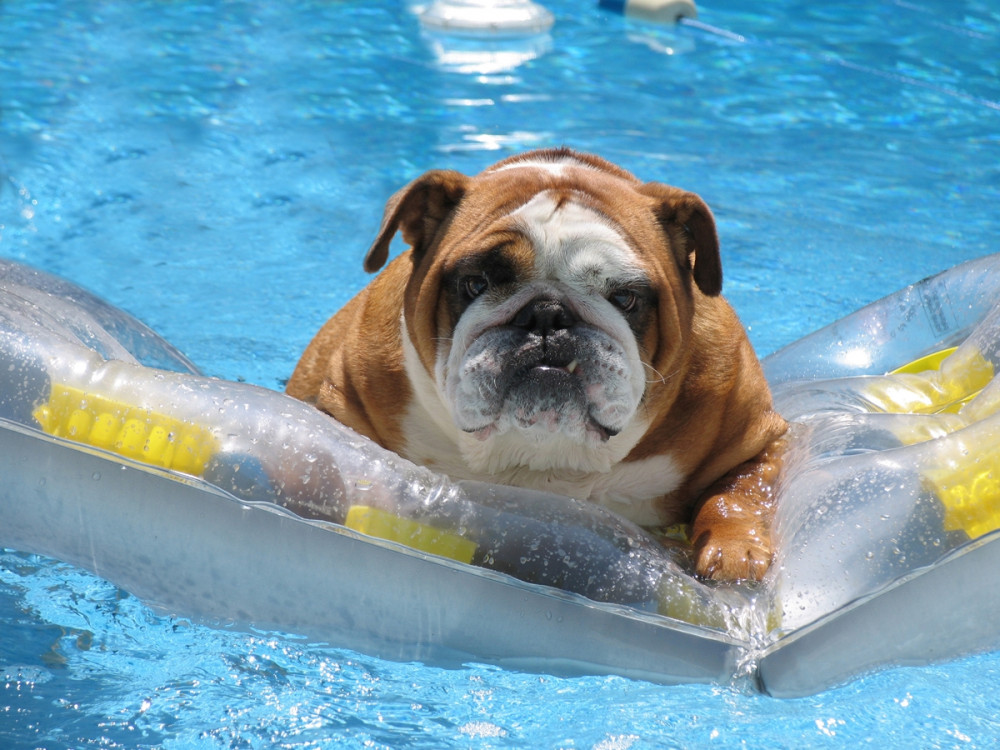 bulldog medencében, gumimatracon