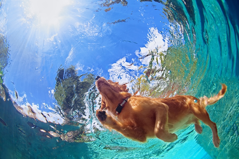 vízben úszó kutya alulról fotózva