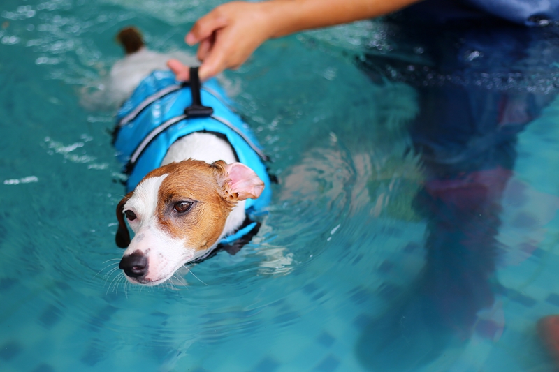 kutya mentőmellényben úszik, gazdi tartja