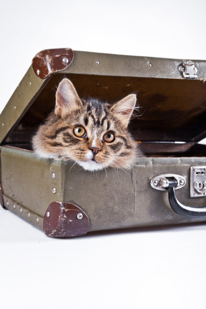 macska bőröndből kukucskál
