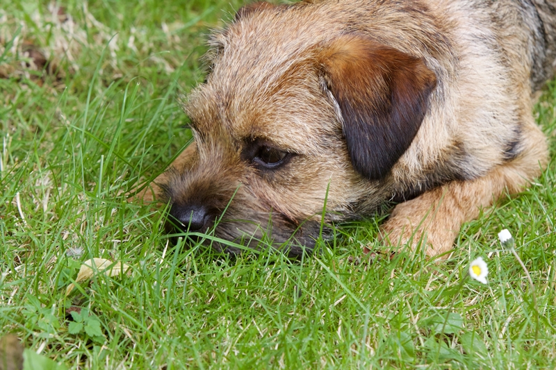 border terrier a fűben lapít