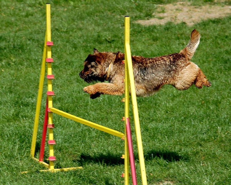 border terrier agility pályán ugrik