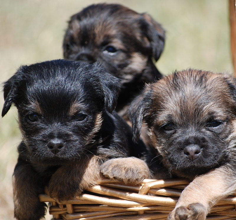 három border terrier kölyök