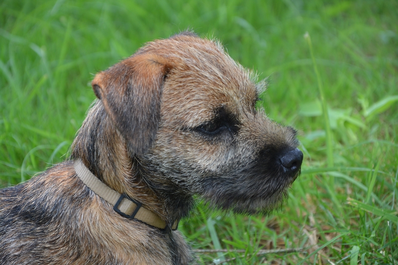 BORDER TERRIER FEJ OLDALRÓL