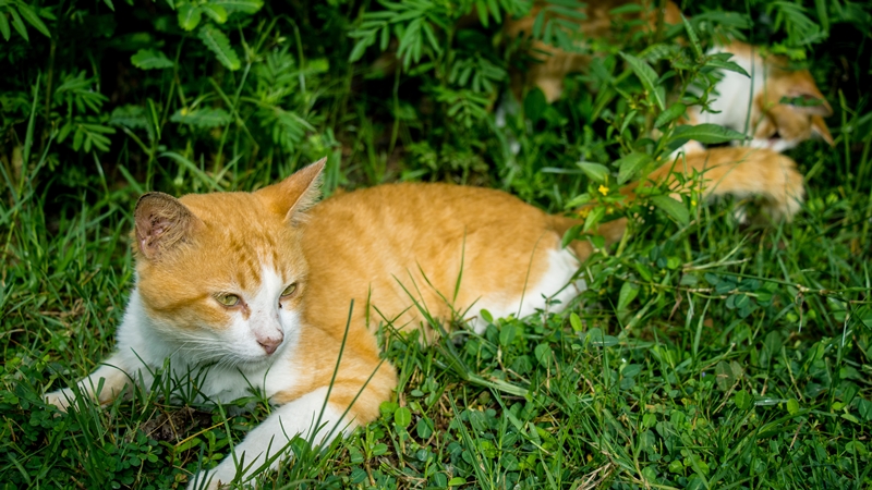 vörös-fehér cica fűbe fekszik, másik a fenekét szimatolja