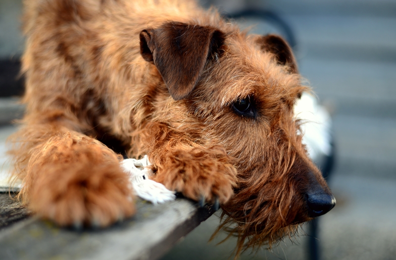 ír terrier padon hever, feje lelóg