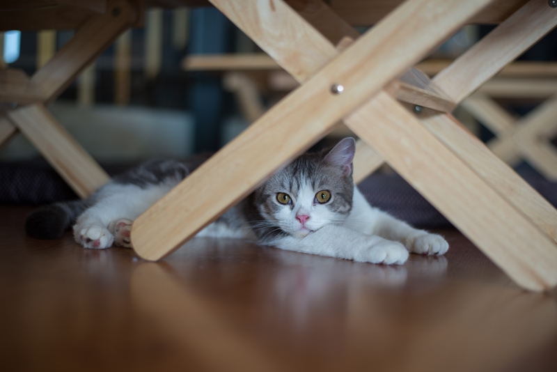 cica az asztal alá bújva les