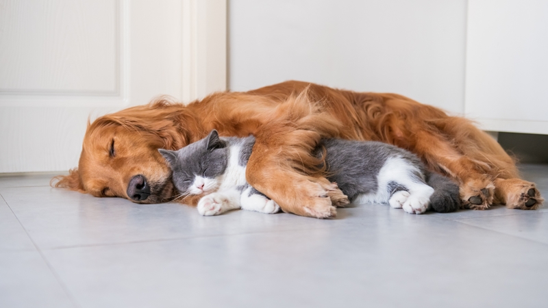 kutya a cicát átöleli és együtt alszanak
