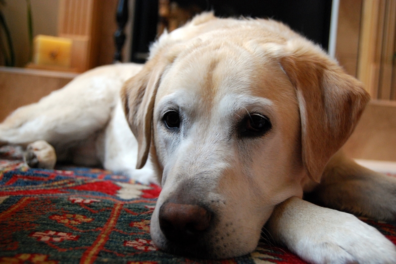 labrador békésen pihen a szőnyegem