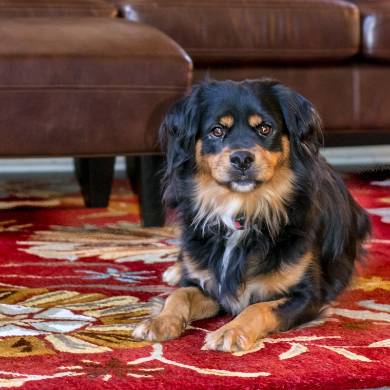 Kutya piros mintás szőnyegen fekszik a kanapé előtt