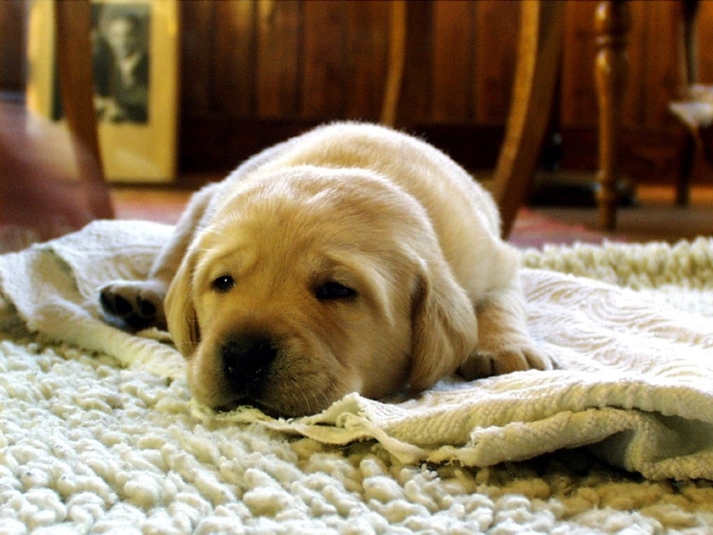 labrador kölyök fekszik fehér szőnyegen