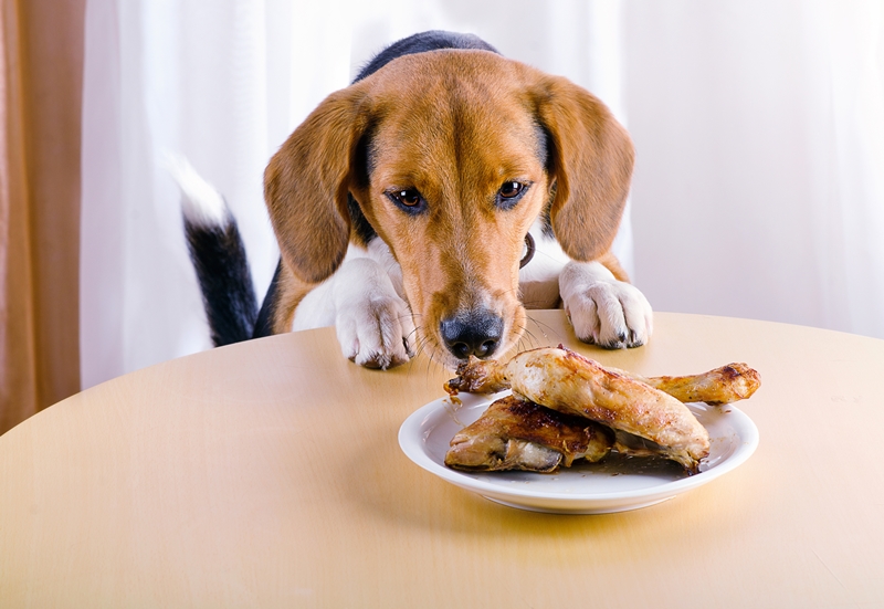 kutya ételt lop az asztaltról