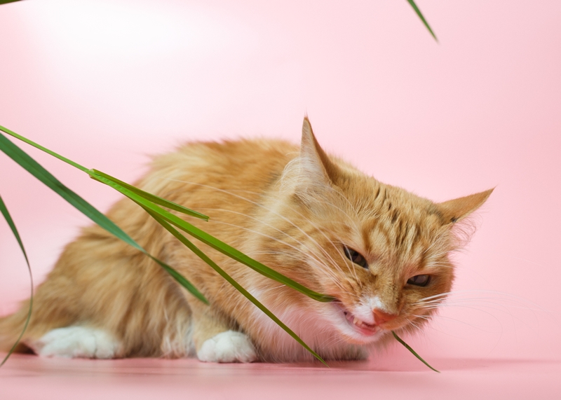 macska hosszú növényszálat rágcsál