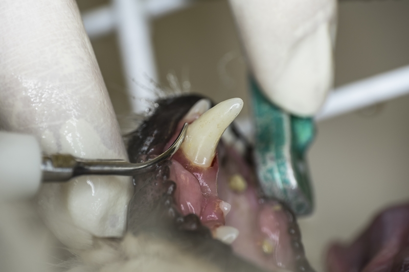 fogkú leszedés állatorvosnál