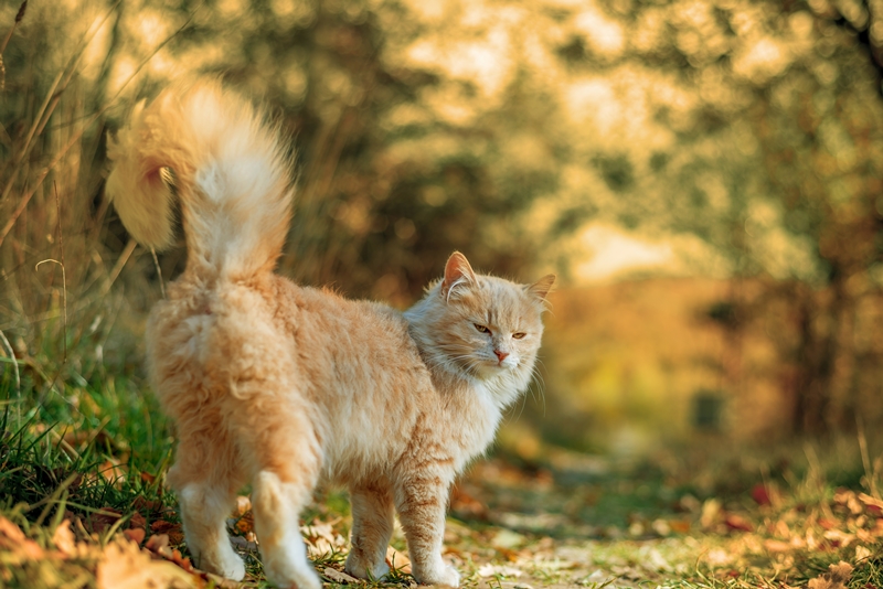 cica az őszi erdőben sétál