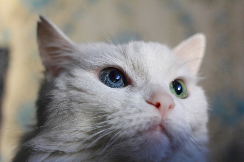 fehér cica, felemás színű szemekkel