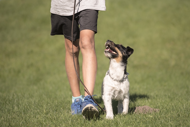 Bízd az ismerkedést a kutyádra! | Miitt Magazin