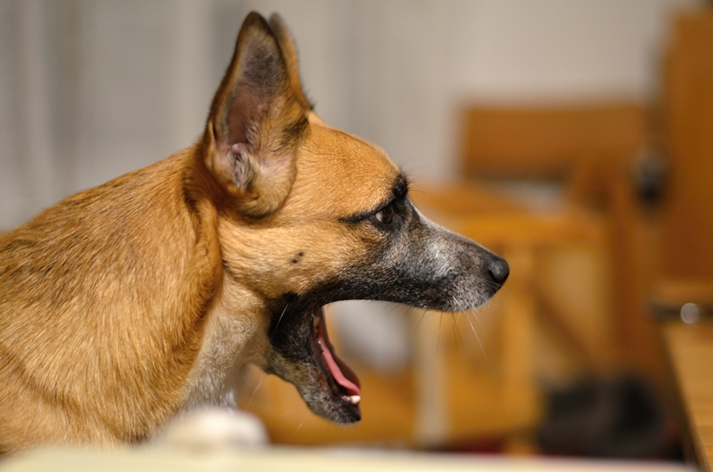 malinois jellegű kutya valamit ugat