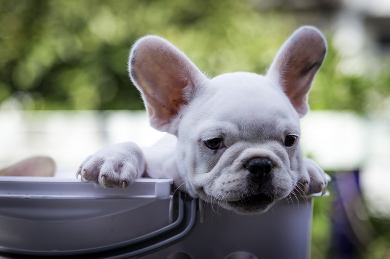 pici, fehér francia bulldog vödörből kifele les